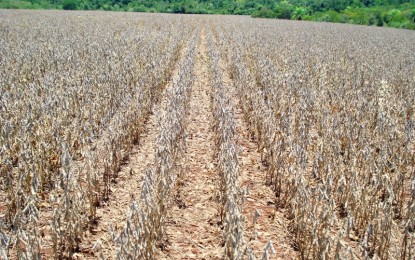 Soja: Ferrugem no Sul do País preocupa sojicultor