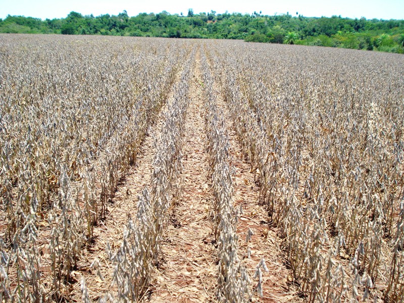 Soja: Ferrugem no Sul do País preocupa sojicultor