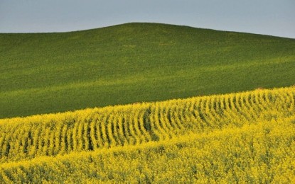 Fim de colheita: produtores voltam às atenções para culturas de inverno no RS