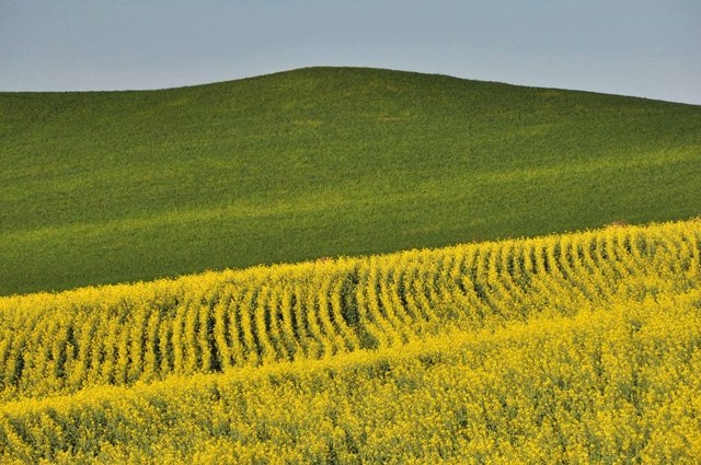 Fim de colheita: produtores voltam às atenções para culturas de inverno no RS