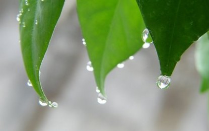 RS: excesso de chuvas interrompe colheita da soja durante Feriado de Páscoa