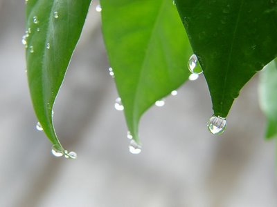 RS: excesso de chuvas interrompe colheita da soja durante Feriado de Páscoa