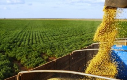 Conab calcula safra de 31 milhões de toneladas de grãos