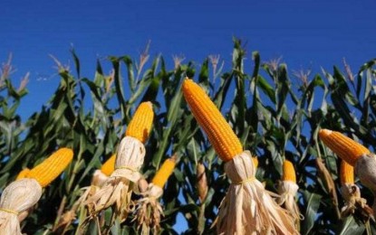 FAO quer reduzir o desperdício de alimentos no Brasil