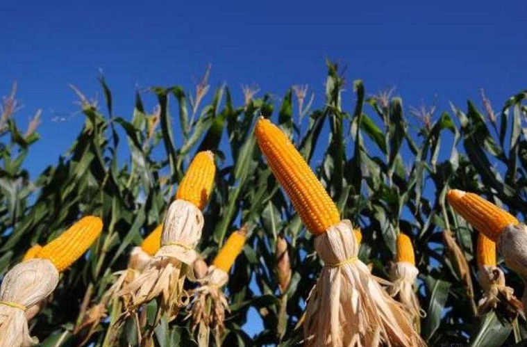 FAO quer reduzir o desperdício de alimentos no Brasil