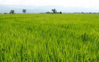 Preço do arroz estabiliza no Rio Grande do Sul