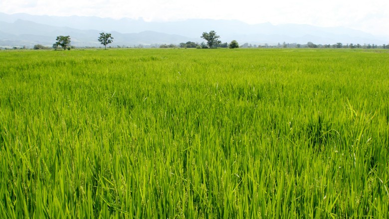 Preço do arroz estabiliza no Rio Grande do Sul