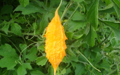 Descobriram uma Planta que Mata até 98% de Células Cancerígenas e Ajuda a Acabar com a Diabetes