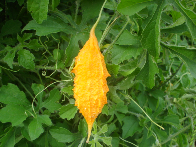 Descobriram uma Planta que Mata até 98% de Células Cancerígenas e Ajuda a Acabar com a Diabetes