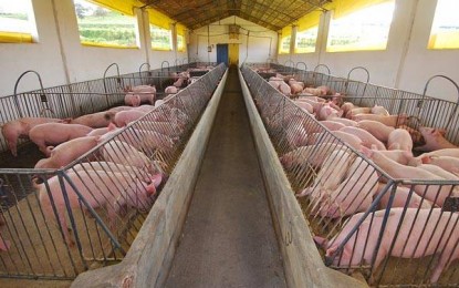 Suíno Vivo: Valorização em três praças do PR e queda no RS