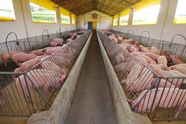 Inscrições antecipadas para o Fórum Suinocultura, Bem-Estar e Integração devem ser feitas até quinta-feira, dia 30