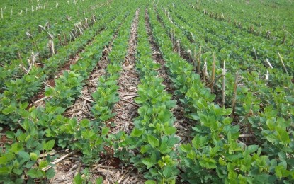 Plantio da soja deve se intensificar na Região Celeiro e demais regiões do RS nos próximos dias