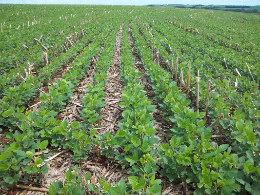 Plantio da soja deve se intensificar na Região Celeiro e demais regiões do RS nos próximos dias