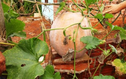 Agricultor produz abóbora com 18 kg em Porto Mauá