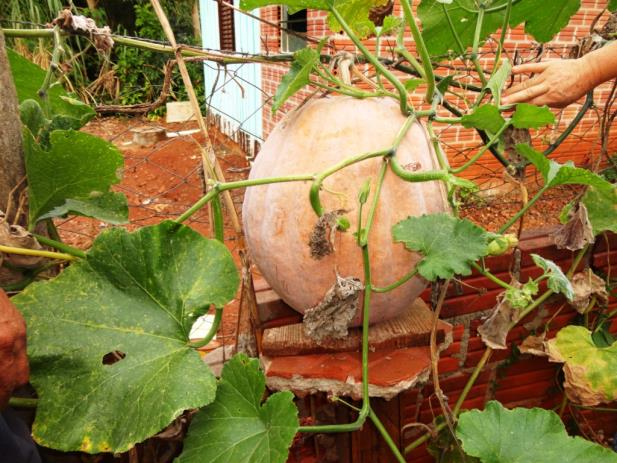 Agricultor produz abóbora com 18 kg em Porto Mauá