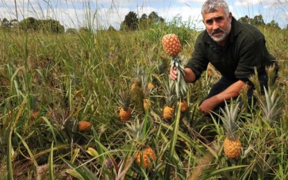 Estudo avalia sabor do abacaxi de Terra de Areia