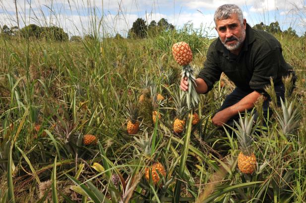 Estudo avalia sabor do abacaxi de Terra de Areia