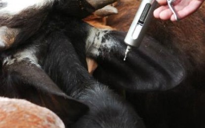 Pirataria on-line desafia autoridades com comércio de medicamentos veterinários