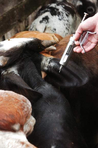 Pirataria on-line desafia autoridades com comércio de medicamentos veterinários