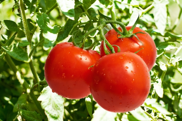 Tomate resistente ao Vira-Cabeça é destaque nas lavouras do RJ e RS