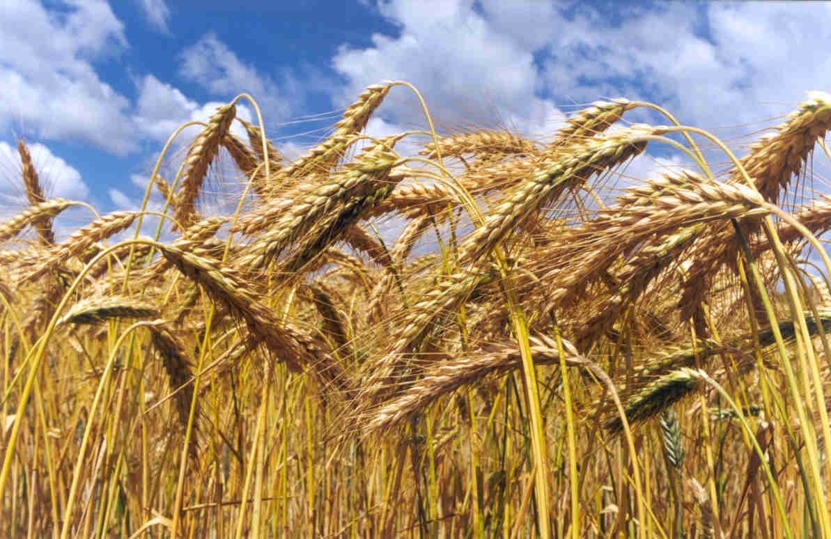 Novo preço mínimo do trigo não vai cobrir alta dos custos