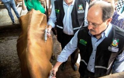Vacina grátis contra febre aftosa é limitada para rebanho com até 30 animais pelo governo do Estado