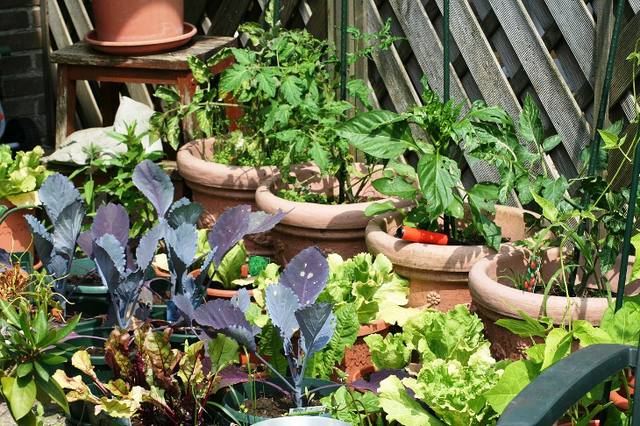 Saiba como cultivar uma horta orgânica em casa