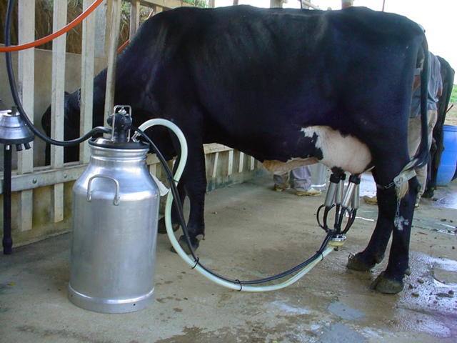 Agricultura quer incluir segmento do leite no programa de exportações
