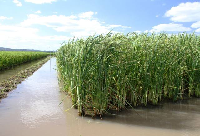 Produtores de arroz do RS fecham safra no vermelho