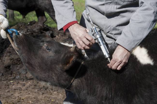 Campanha de vacinação contra aftosa começou na última sexta-feira