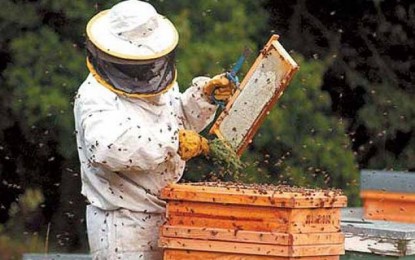 Três Passos: Apiceleiro promove curso básico de apicultura