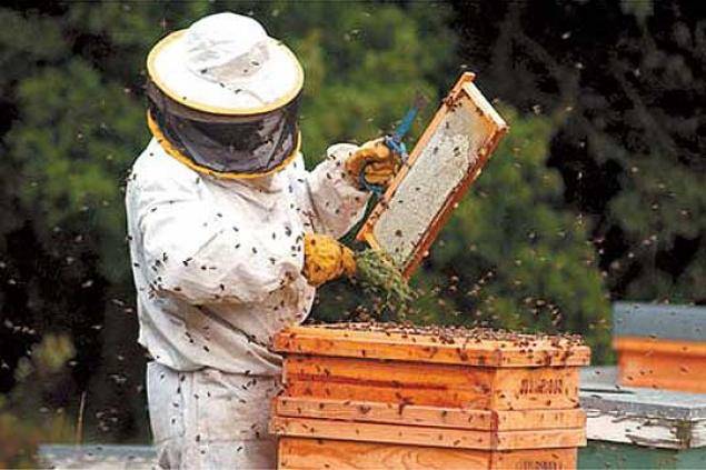 Três Passos: Apiceleiro promove curso básico de apicultura