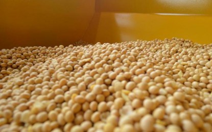 Apesar de melhor resultado em cinco anos, uso de sementes certificadas de soja ainda é baixo no RS