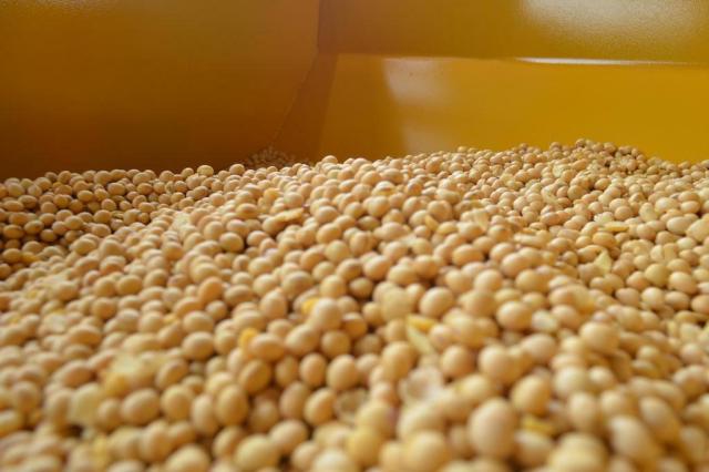 Apesar de melhor resultado em cinco anos, uso de sementes certificadas de soja ainda é baixo no RS