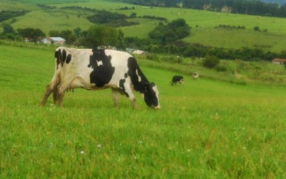 Sem vacinar contra aftosa, Santa Catarina investe cinco vezes mais em sanidade do que o Rio Grande do Sul