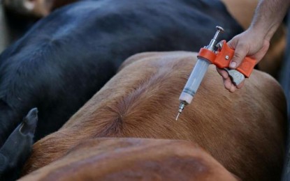 Intenção do Paraná em retirar vacina contra febre aftosa pressiona RS a rediscutir imunização