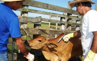 14 milhões de animais deverão ser vacinados contra aftosa no RS
