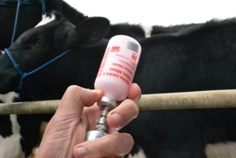 Proprietários de animais têm mais uma semana para vacinar contra aftosa