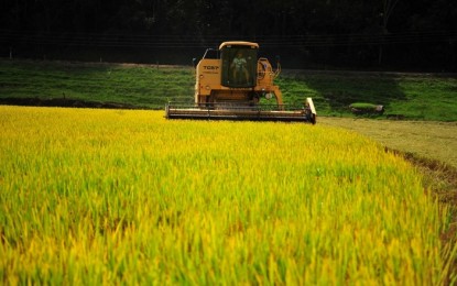 Preços do arroz voltam a cair no Rio Grande do Sul