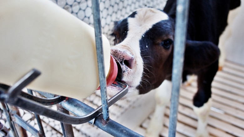 Aplicativo calcula impacto ambiental da produção de gado leiteiro