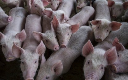 Preços do suíno vivo reagem no mercado brasileiro
