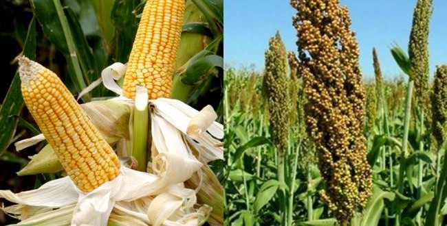 Estão abertas inscrições para Troca-Troca de Sementes