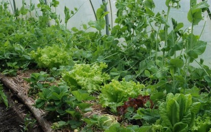 Companheiras e antagônicas: Saiba como combinar as plantas