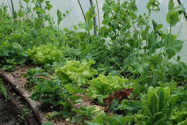 Companheiras e antagônicas: Saiba como combinar as plantas