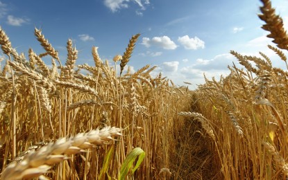 Falta de umidade no solo atrasa plantio do trigo no Norte do RS