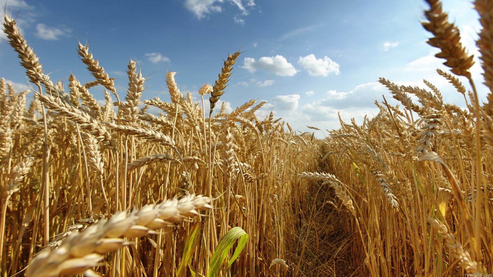 Plantio do trigo avança e chega a 26% do total previsto para o RS