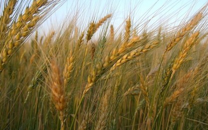 Ameaça para trigo sul-americano, El Niño reduz intenção de plantio no RS