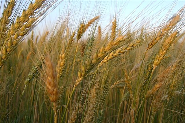 Ameaça para trigo sul-americano, El Niño reduz intenção de plantio no RS