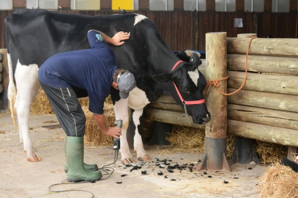Expoleite começou hoje (27) em Esteio RS