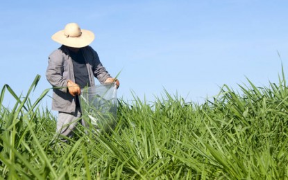 Agricultura familiar crescerá nos próximos 10 anos